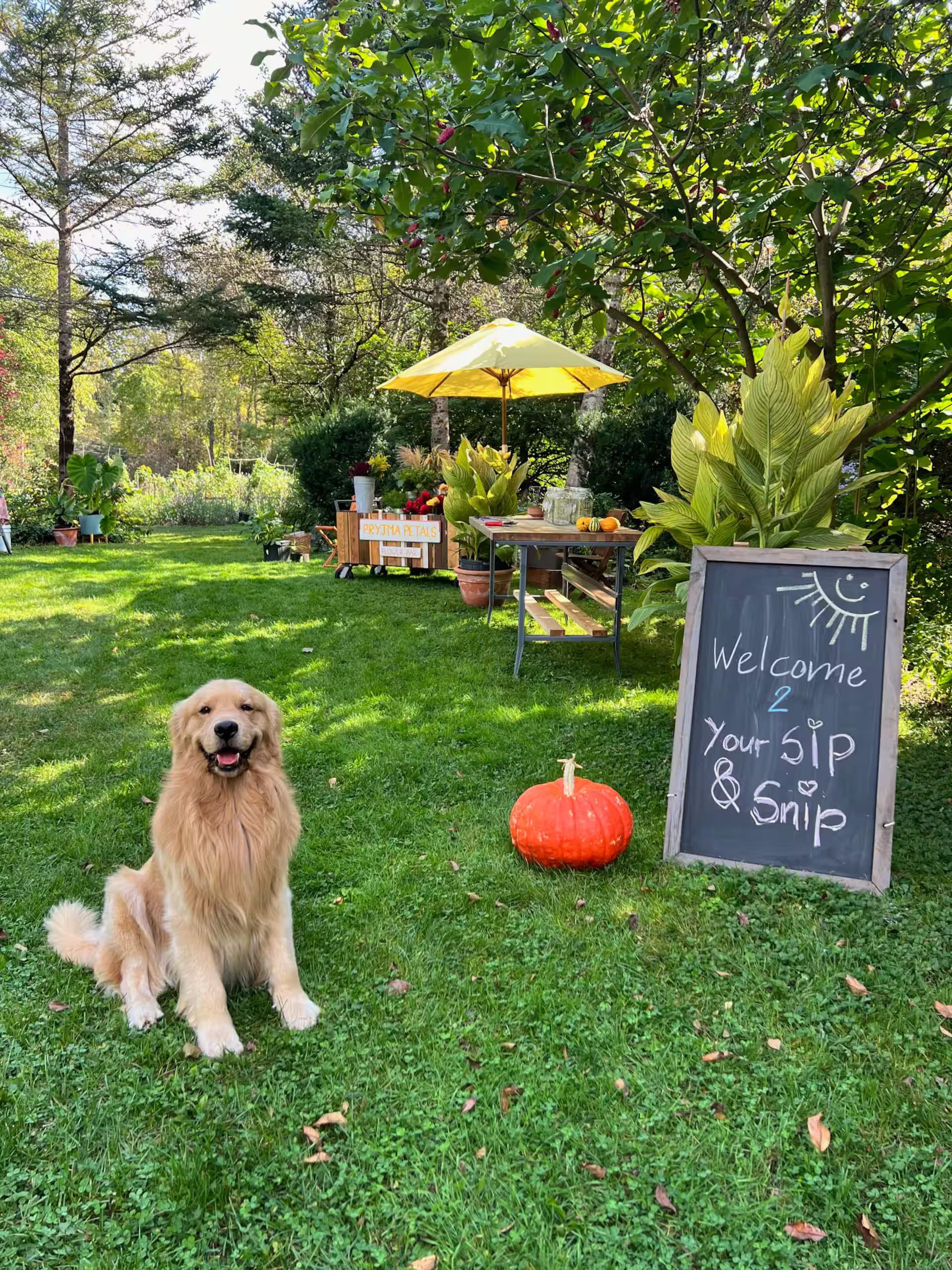 A golden retriever sits in a green yard in front of a welcome sign and a table adorned with pumpkins and plants.